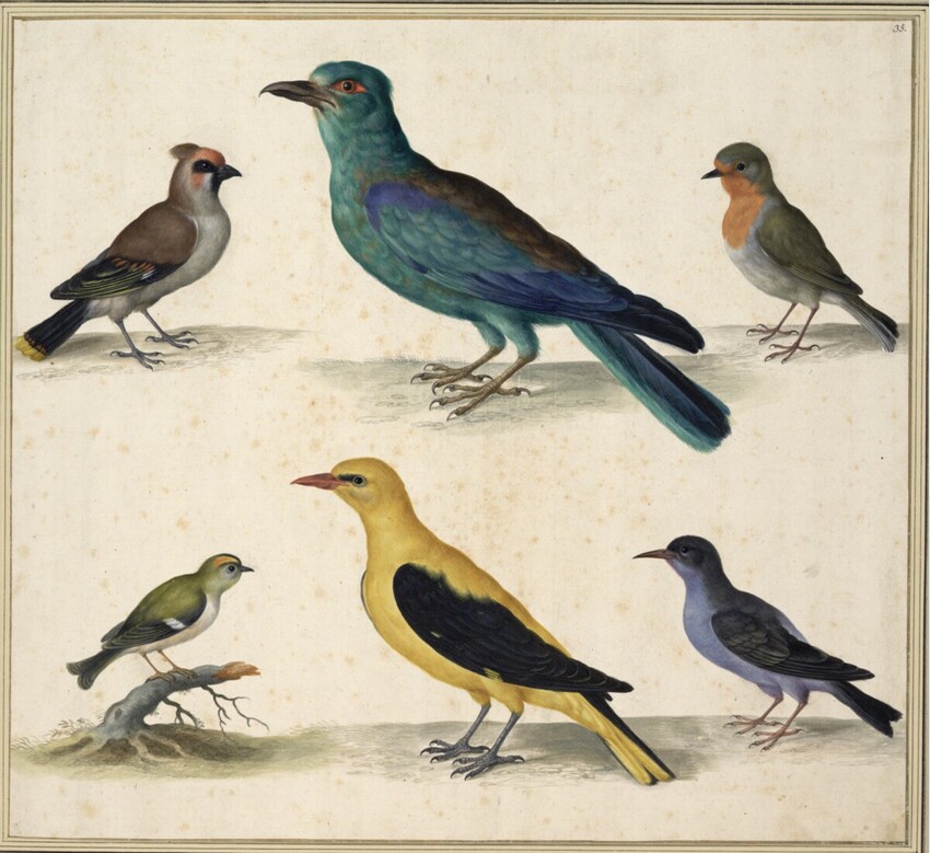 Johann Jakob Walther d. Ä. (Straßburg um 1600 - nach 1679 Straßburg) | "Garrulus Bohemicus. Ein Blutströpfflin Garrulus siue Pica marina. Eine frembde art von spechten. Rubecula, Erithacus." | Displayed motifs: Bird, White dove, Parrot, Angel, 