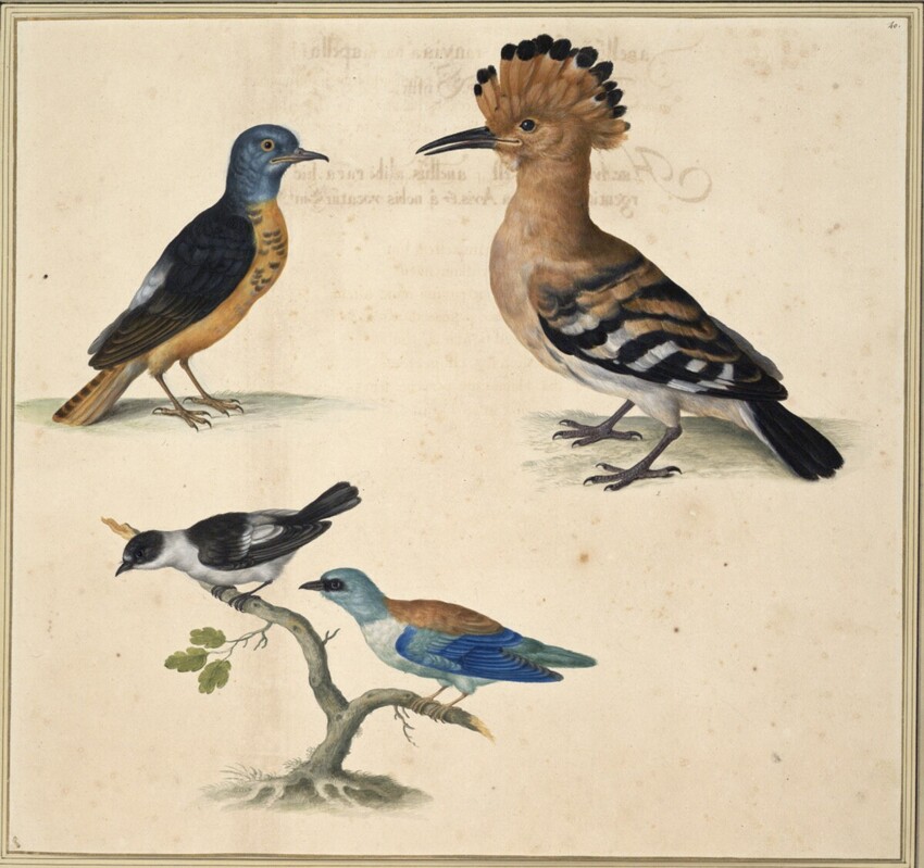 Johann Jakob Walther d. Ä. (Straßburg um 1600 - nach 1679 Straßburg) | "Cornix Graniuora uaria" | Displayed motifs: Bird, White dove, Woodpecker, 