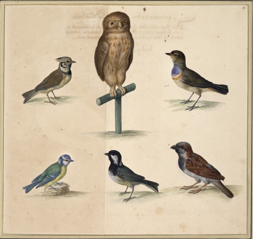 Johann Jakob Walther d. Ä. (Straßburg um 1600 - nach 1679 Straßburg) | "Scopes, siue Noctua saxatilis. Ein Käutzlin. Straßburg. Ein Wegflecklin. Parus cristatus, Ein Kobel Meyßlin. Parus coerulus. Eine Blau Meyß. Parus palustris. Ein Muor Meyß, Katmeyß. Passer. Ein Spatz." | Displayed motifs: Owl, Sparrow, White dove, Bird, 