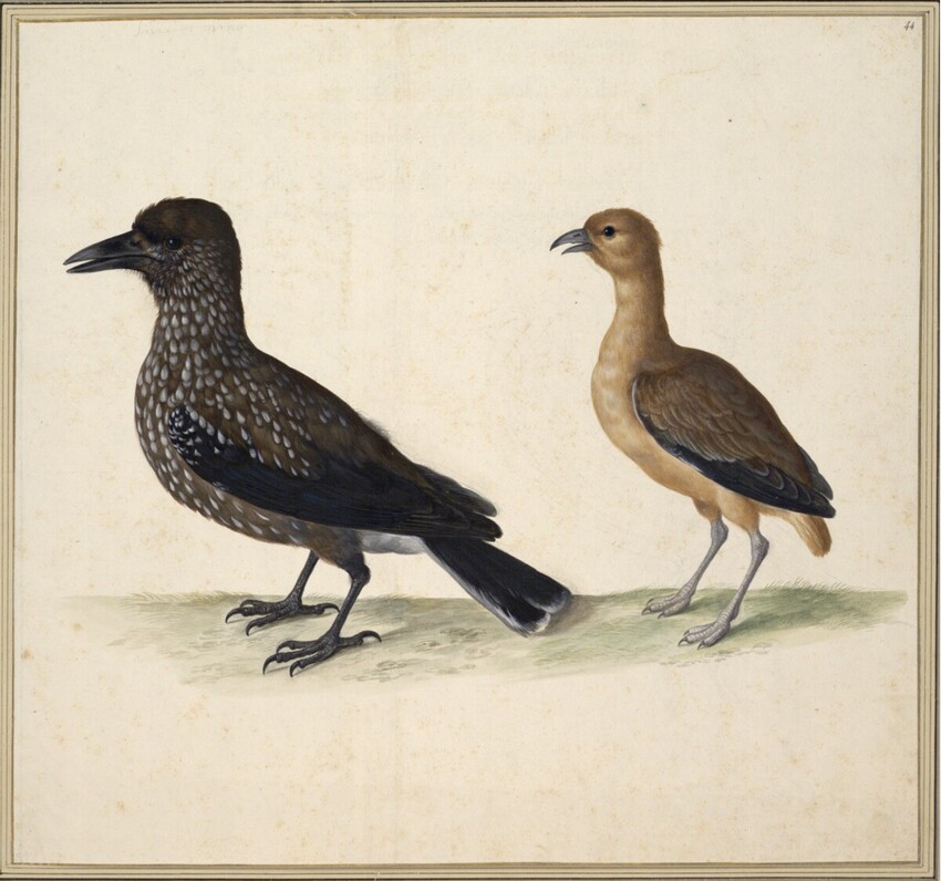 Johann Jakob Walther d. Ä. (Straßburg um 1600 - nach 1679 Straßburg) | "Caryocatactes, sive Nucifrage. Ein Nuß Häher." | Displayed motifs: Bird, Angel, 