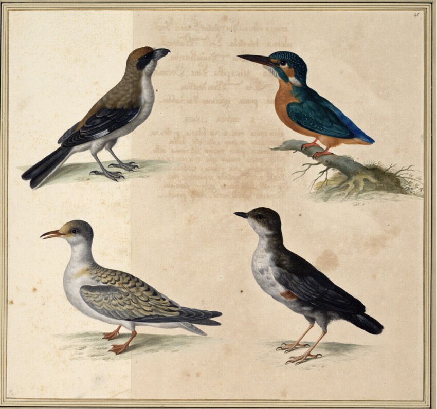 Johann Jakob Walther d. Ä. (Straßburg um 1600 - nach 1679 Straßburg) | "Laniorum genus. Ein Warkengel." | Displayed motifs: Bird, Angel, White dove, Duck, Blue jay, 