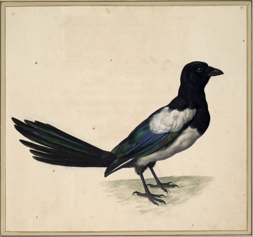 Johann Jakob Walther d. Ä. (Straßburg um 1600 - nach 1679 Straßburg) | "Pica. Eine Atzel." | Displayed motifs: Bird, Magpie, White dove, Angel, Raven, 