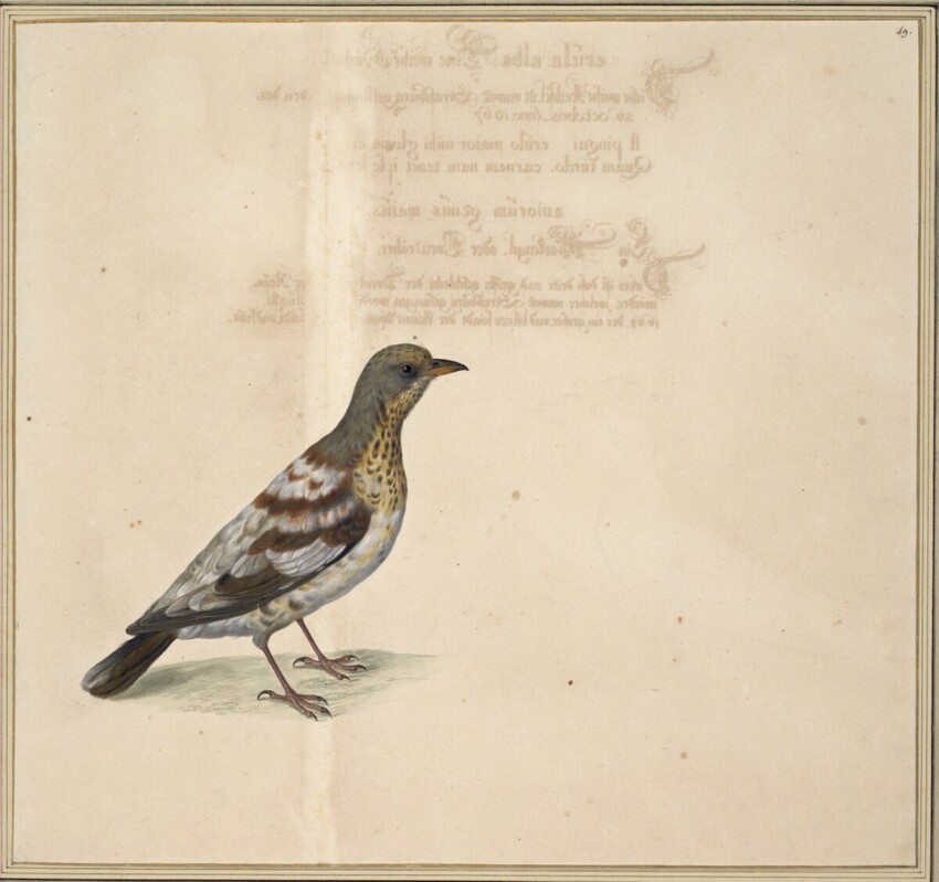 Johann Jakob Walther d. Ä. (Straßburg um 1600 - nach 1679 Straßburg) | "Turdus, visciuorus. Ein Kramet Vogel." | Displayed motifs: Bird, Sparrow, White dove, Angel, 