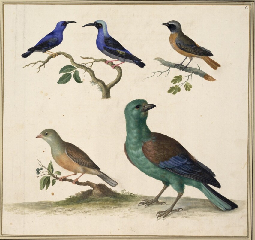 Johann Jakob Walther d. Ä. (Straßburg um 1600 - nach 1679 Straßburg) | "Ruticilla, Phoenicurus. Ein Hauß Rötelin." | Displayed motifs: Bird, White dove, Angel, 