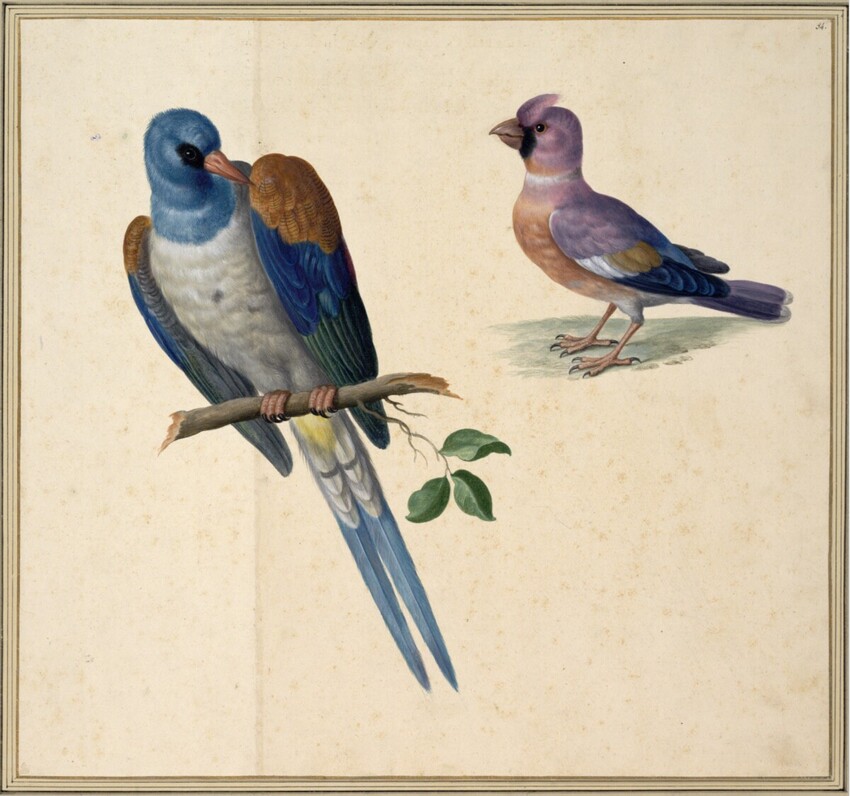 Johann Jakob Walther d. Ä. (Straßburg um 1600 - nach 1679 Straßburg) | "Pica Indica mas, ex Iapan. Ein Indanische Atzel. Cocothraustes Indicus. Ein indianischer Steinbeißer." | Displayed motifs: Bird, Parrot, Angel, White dove, 