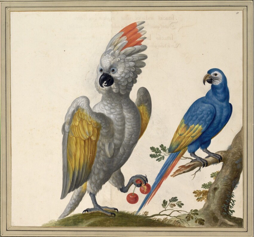 Johann Jakob Walther d. Ä. (Straßburg um 1600 - nach 1679 Straßburg) | "Psittacus albus ex Indiae Occidentalis, terra Florida. ab Indis vocatur Kackeduc." | Displayed motifs: Parrot, Bird, Angel, 