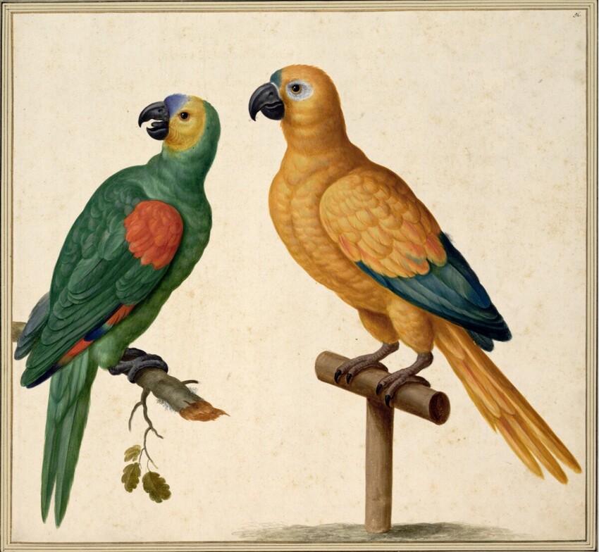 Johann Jakob Walther d. Ä. (Straßburg um 1600 - nach 1679 Straßburg) | "Psittacus Viridis ex Indiae Orientalis Iaua maior. Dießer grüne Papagey ist in rechter Lebensgröße Conterfect." | Displayed motifs: Parrot, Angel, 