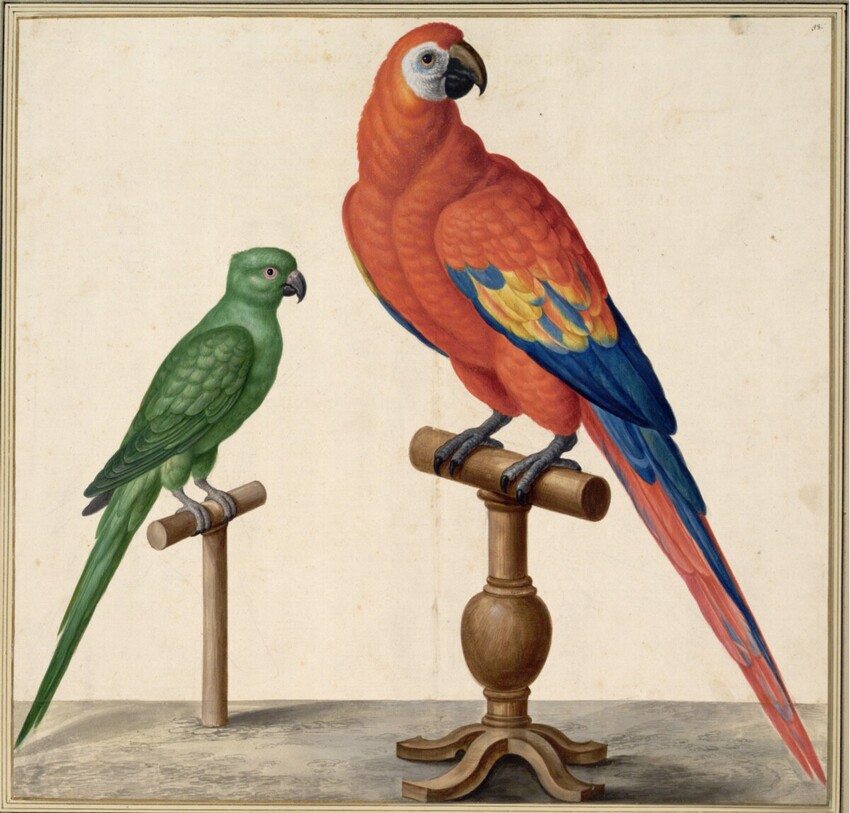 Johann Jakob Walther d. Ä. (Straßburg um 1600 - nach 1679 Straßburg) | "Erythrocyanum siue Corvus Indicus. Ein Indianischer Raab." | Displayed motifs: Parrot, White dove, Bird, 