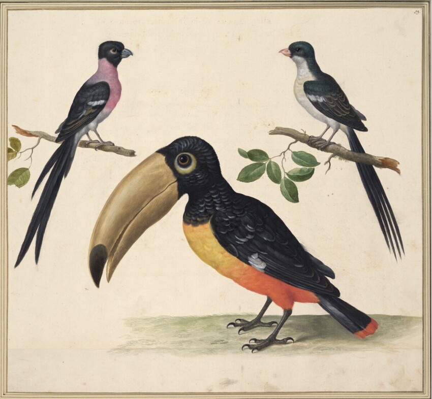 Johann Jakob Walther d. Ä. (Straßburg um 1600 - nach 1679 Straßburg) | "Passer Indicus. Ein Indianischer Spatz." | Displayed motifs: Bird, White dove, 