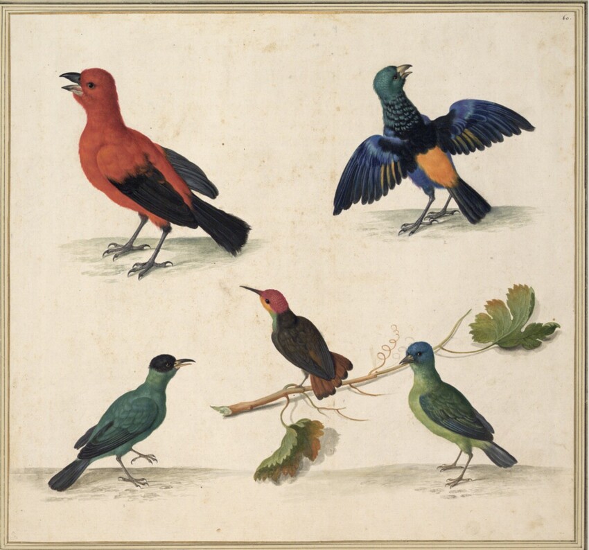 Johann Jakob Walther d. Ä. (Straßburg um 1600 - nach 1679 Straßburg) | "Magnam sane movet admirationem contemplantibus Sapientissimae..." | Displayed motifs: Bird, White dove, Angel, 