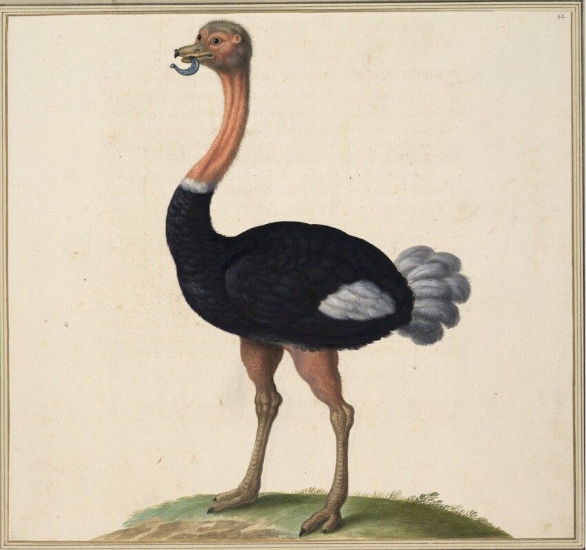 Johann Jakob Walther d. Ä. (Straßburg um 1600 - nach 1679 Straßburg) | "Struthiocamelus. Ein Strauß." | Displayed motifs: Bird, Ostrich, 