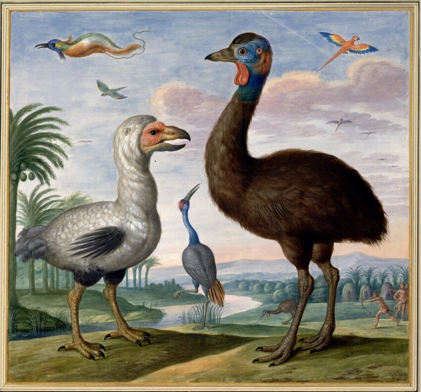 Johann Jakob Walther d. Ä. (Straßburg um 1600 - nach 1679 Straßburg) | Fremde Vögel, darunter ein Dodo | Displayed motifs: White dove, Ostrich, Bird, Angel, Duck, Goose, Turkey, 