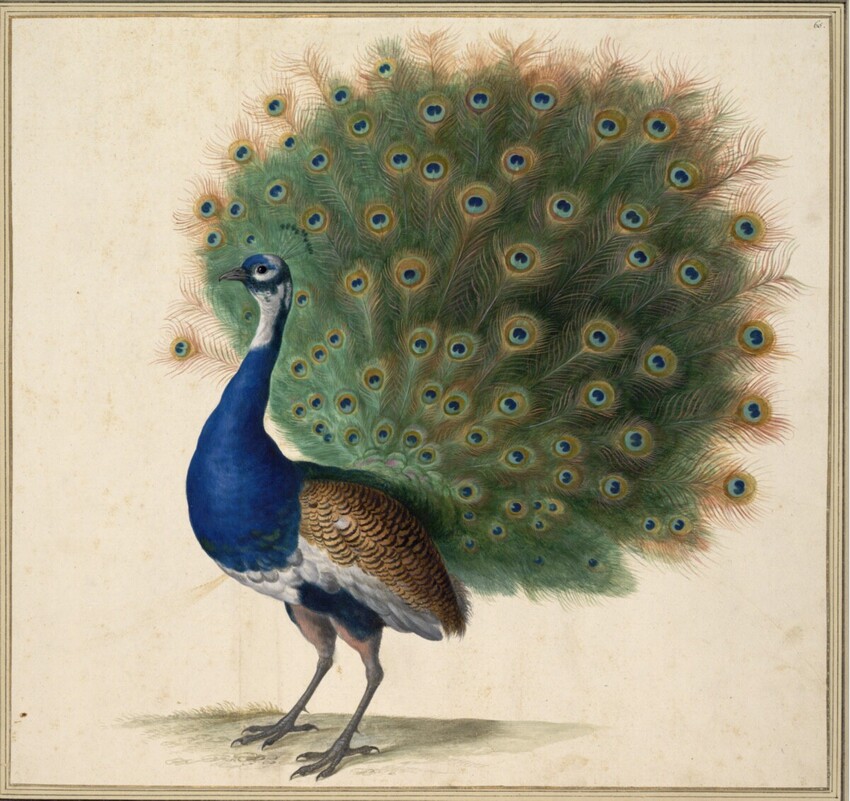 Johann Jakob Walther d. Ä. (Straßburg um 1600 - nach 1679 Straßburg) | "Pavo. Ein Pfaw." | Displayed motifs: Bird, 