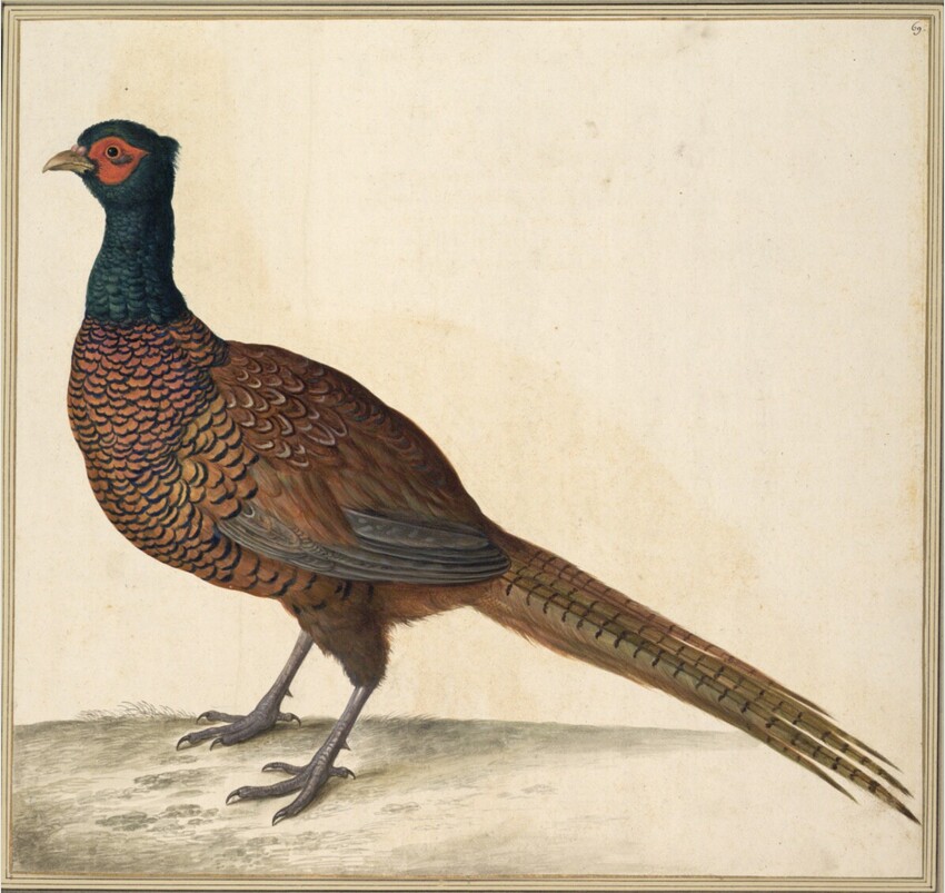 Johann Jakob Walther d. Ä. (Straßburg um 1600 - nach 1679 Straßburg) | "Phasianus Phasiana. Ein Fasan." | Displayed motifs: Bird, 