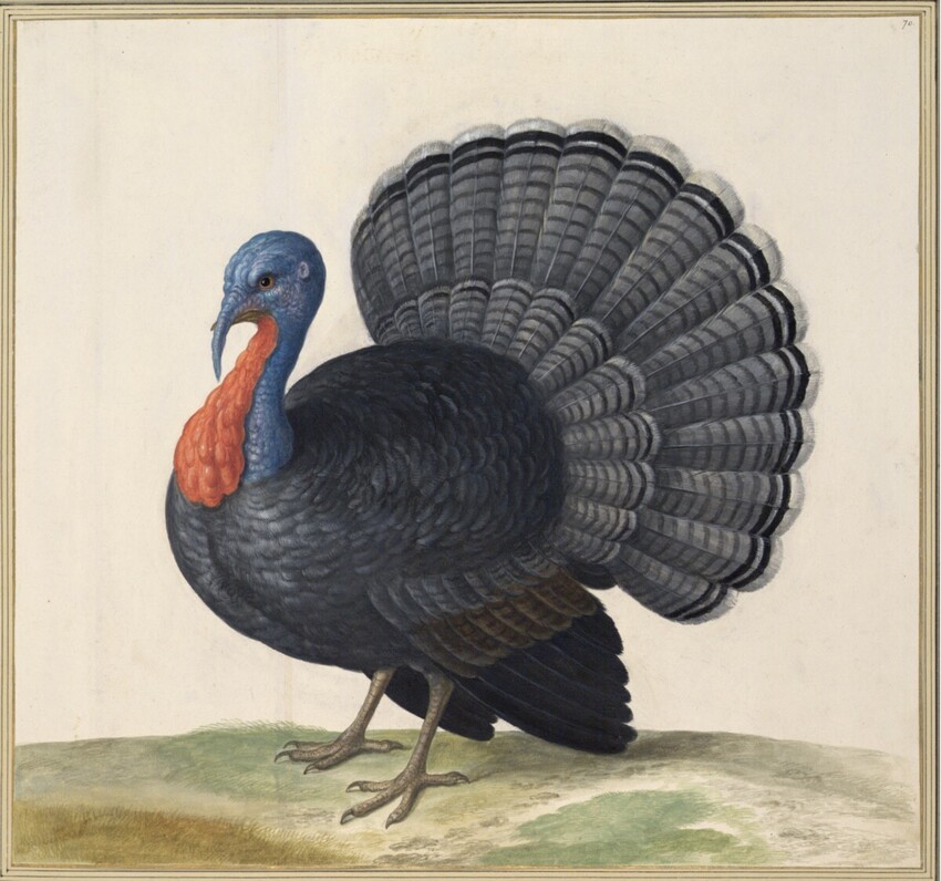 Johann Jakob Walther d. Ä. (Straßburg um 1600 - nach 1679 Straßburg) | "Gallo Pauus. Ein Indianischer Han." | Displayed motifs: Bird, Turkey, 