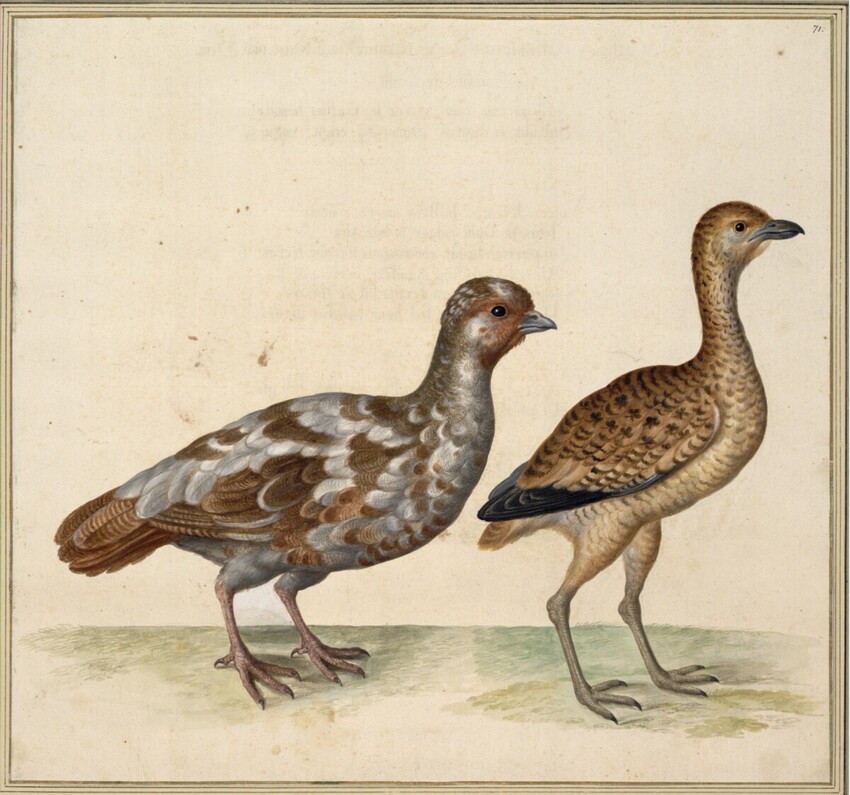 Johann Jakob Walther d. Ä. (Straßburg um 1600 - nach 1679 Straßburg) | "Perdix, peregrinus. Ein fremdes Repphun." | Displayed motifs: Bird, White dove, Angel, Duck, Goose, 