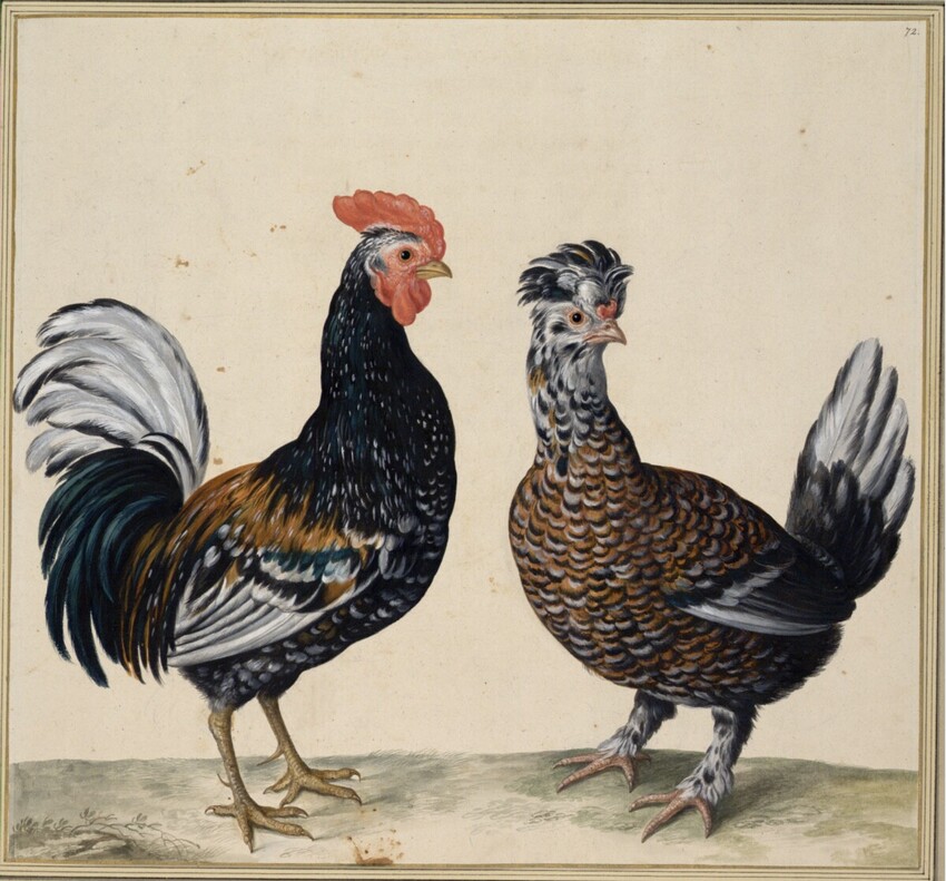Johann Jakob Walther d. Ä. (Straßburg um 1600 - nach 1679 Straßburg) | "Gallus Gallinaceus. Ein Teutscher Hauß Han, vnd Henn." | Displayed motifs: Chicken, Turkey, Bird, Angel, 