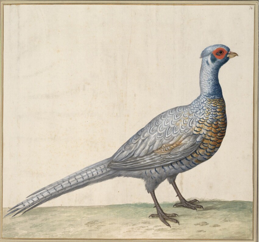 Johann Jakob Walther d. Ä. (Straßburg um 1600 - nach 1679 Straßburg) | "Phasianus Phasiana" | Displayed motifs: Bird, 