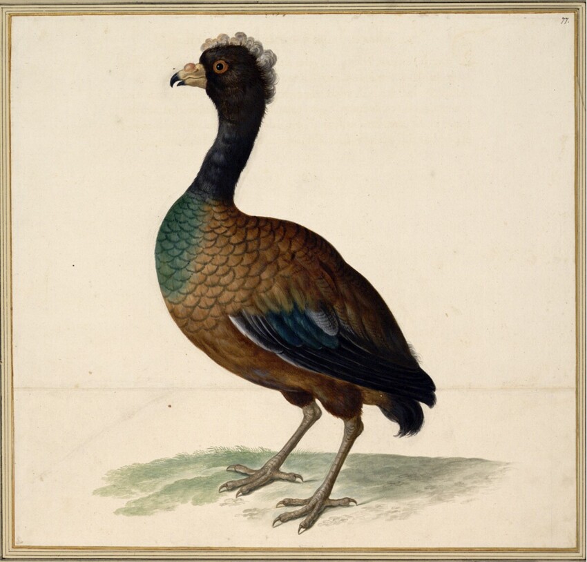 Johann Jakob Walther d. Ä. (Straßburg um 1600 - nach 1679 Straßburg) | "Gallus ex Indiae Orientalis. Insula Zeylon." | Displayed motifs: Bird, 