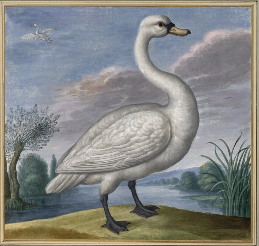 Johann Jakob Walther d. Ä. (Straßburg um 1600 - nach 1679 Straßburg) | "Cygnus, Uel Olor. Ein Schwan." | Displayed motifs: White dove, Tree, Goose, Duck, Bird, Swan, 