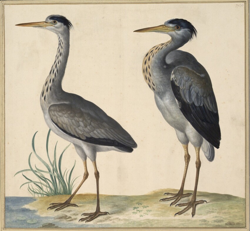 Johann Jakob Walther d. Ä. (Straßburg um 1600 - nach 1679 Straßburg) | "Arde, pulla vel cinerea, Reyger" | Displayed motifs: Bird, Angel, 