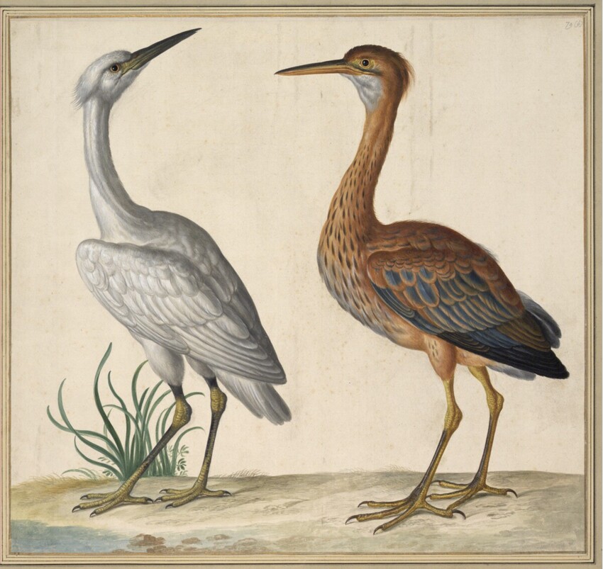 Johann Jakob Walther d. Ä. (Straßburg um 1600 - nach 1679 Straßburg) | "Ardea alba. Ein Weiser Reyger. Botaurus stellaris. Große Rohrdommel." | Displayed motifs: Bird, Angel, White dove, 