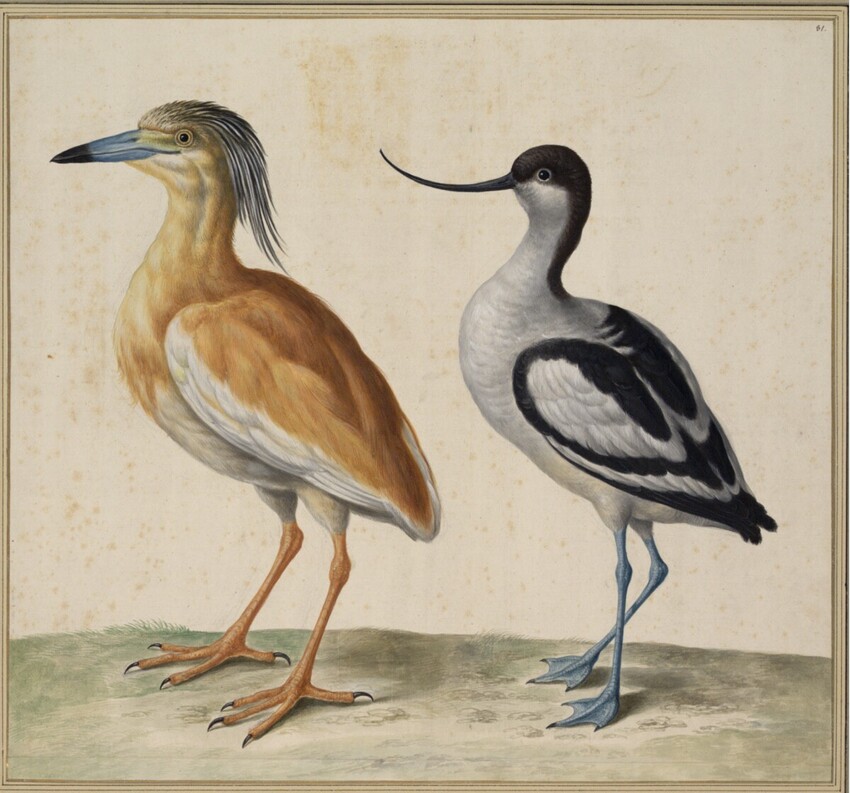 Johann Jakob Walther d. Ä. (Straßburg um 1600 - nach 1679 Straßburg) | "Haematopos; Ein Überschnabel" | Displayed motifs: Bird, Angel, 