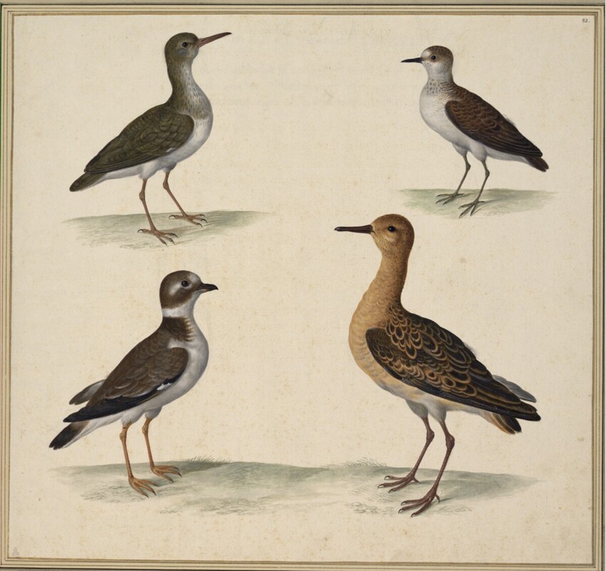 Johann Jakob Walther d. Ä. (Straßburg um 1600 - nach 1679 Straßburg) | "Hypoleucos. Ein Pfisterlin." | Displayed motifs: Bird, White dove, Angel, 