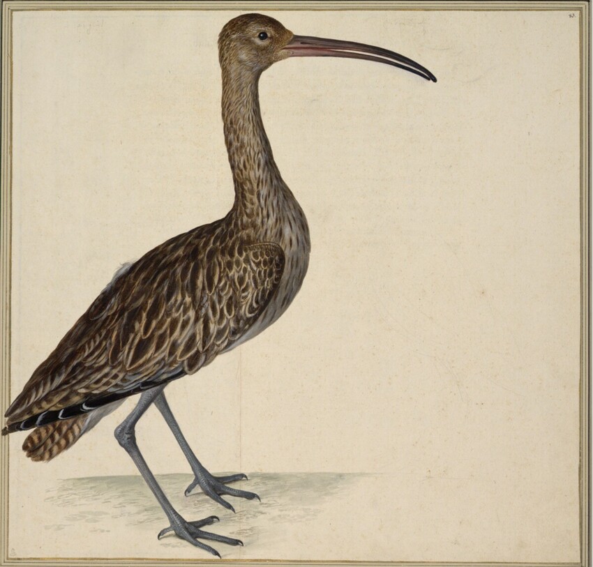 Johann Jakob Walther d. Ä. (Straßburg um 1600 - nach 1679 Straßburg) | "Arquata Numenius. Ein Regen Vogel." | Displayed motifs: Bird, 