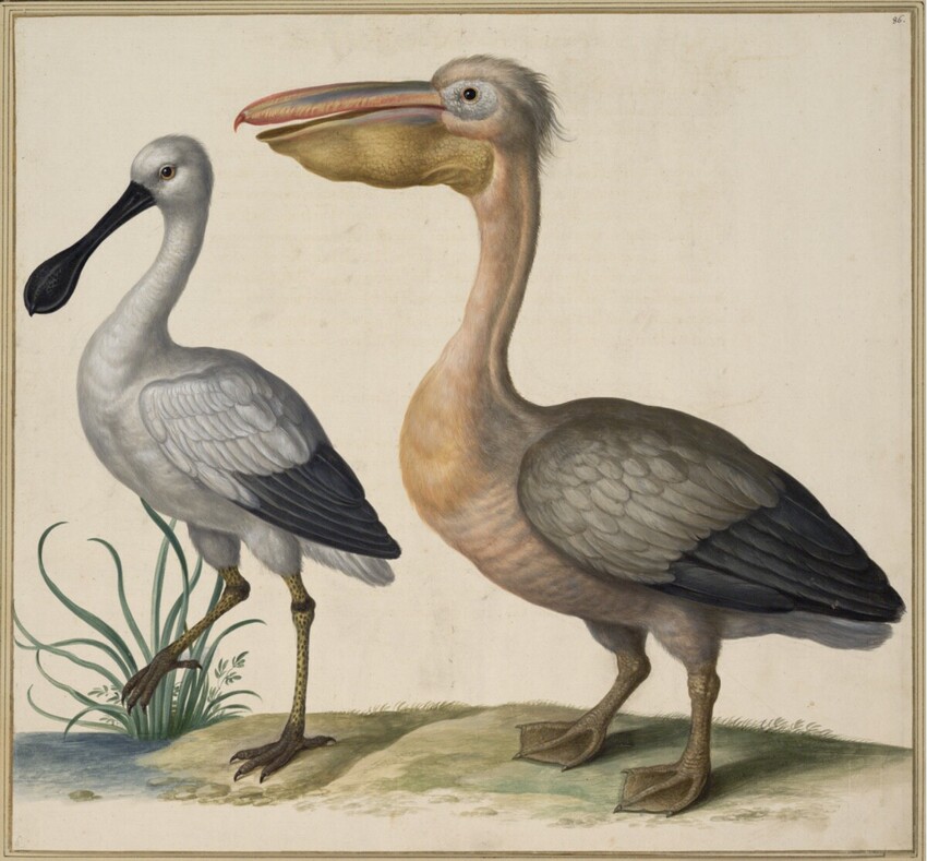 Johann Jakob Walther d. Ä. (Straßburg um 1600 - nach 1679 Straßburg) | "Onocrotalus, Truo. Ein Kropffganß." | Displayed motifs: Bird, Angel, Duck, Goose, 