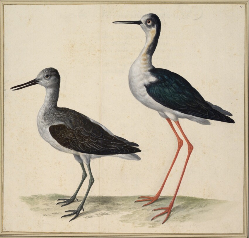 Johann Jakob Walther d. Ä. (Straßburg um 1600 - nach 1679 Straßburg) | "Glottis, Eine Glutt. Erythropus. Ein Rotbeynlin." | Displayed motifs: Bird, Angel, 