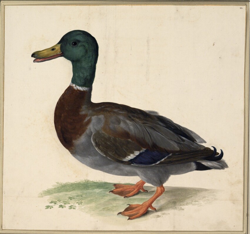 Johann Jakob Walther d. Ä. (Straßburg um 1600 - nach 1679 Straßburg) | "Anas Fera torquata maior. Ein Ant Vogel." | Displayed motifs: Duck, Goose, 