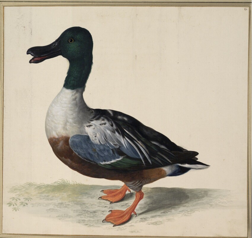 Johann Jakob Walther d. Ä. (Straßburg um 1600 - nach 1679 Straßburg) | "Anas latirosta maior. Ein Breytschnabel." | Displayed motifs: Duck, Goose, 
