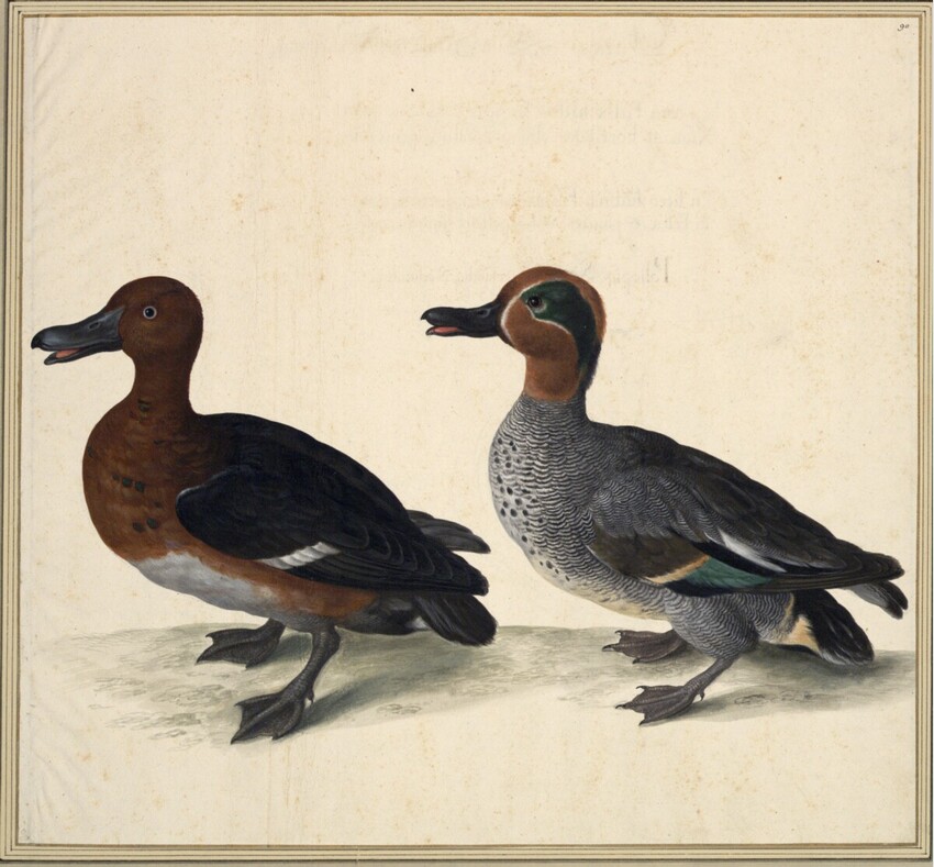 Johann Jakob Walther d. Ä. (Straßburg um 1600 - nach 1679 Straßburg) | "Querquedula. Ein Trößel. Peneleps. Ein Rothalß." | Displayed motifs: Duck, Goose, Angel, Putto, White dove, 