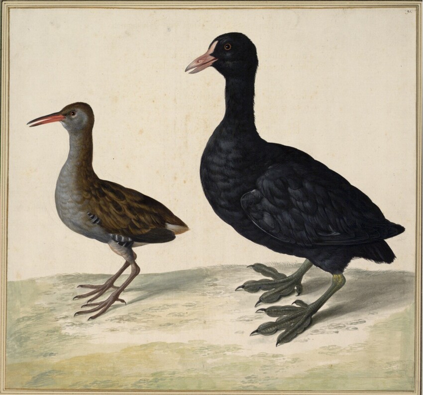 Johann Jakob Walther d. Ä. (Straßburg um 1600 - nach 1679 Straßburg) | "Julica. Ein Pfaff, oder Bläßhenn." | Displayed motifs: Bird, Duck, Angel, Goose, Wound, 