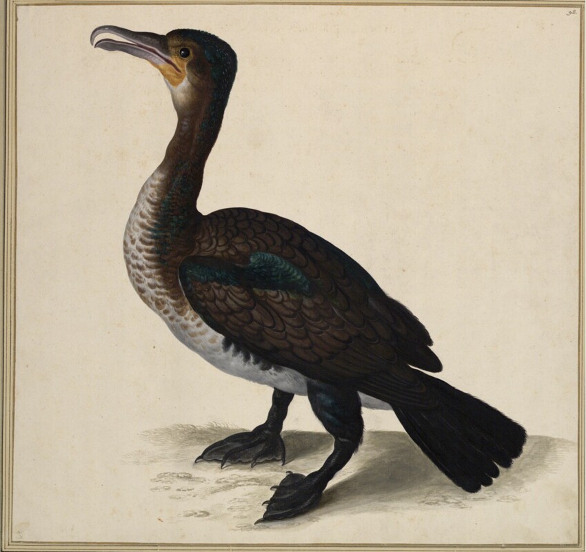 Johann Jakob Walther d. Ä. (Straßburg um 1600 - nach 1679 Straßburg) | "Carbon Aquaticus. Ein Scharb." | Displayed motifs: Bird, Raven, Duck, 