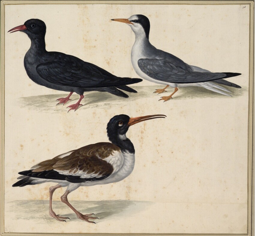 Johann Jakob Walther d. Ä. (Straßburg um 1600 - nach 1679 Straßburg) | "Sterna, Larus minor. Ein Fischerlin." | Displayed motifs: Bird, Duck, White dove, 