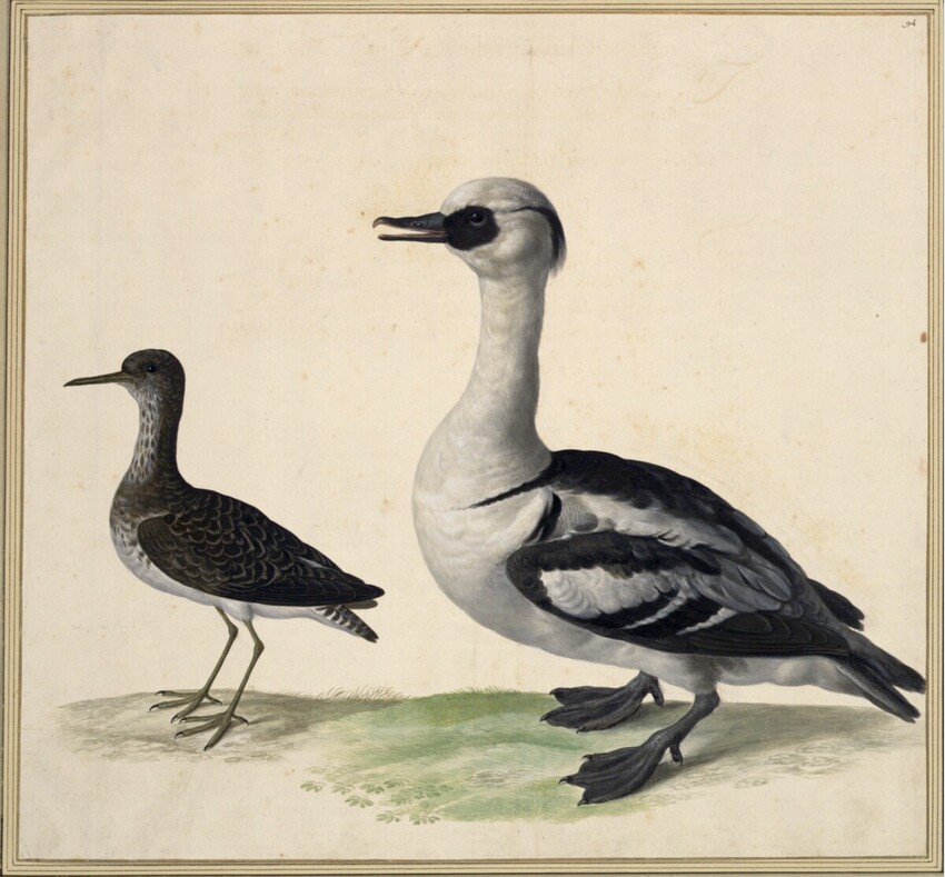 Johann Jakob Walther d. Ä. (Straßburg um 1600 - nach 1679 Straßburg) | "Mergus uel Aethyia, vulgo. Eine Nonn." | Displayed motifs: Bird, Duck, Goose, White dove, 