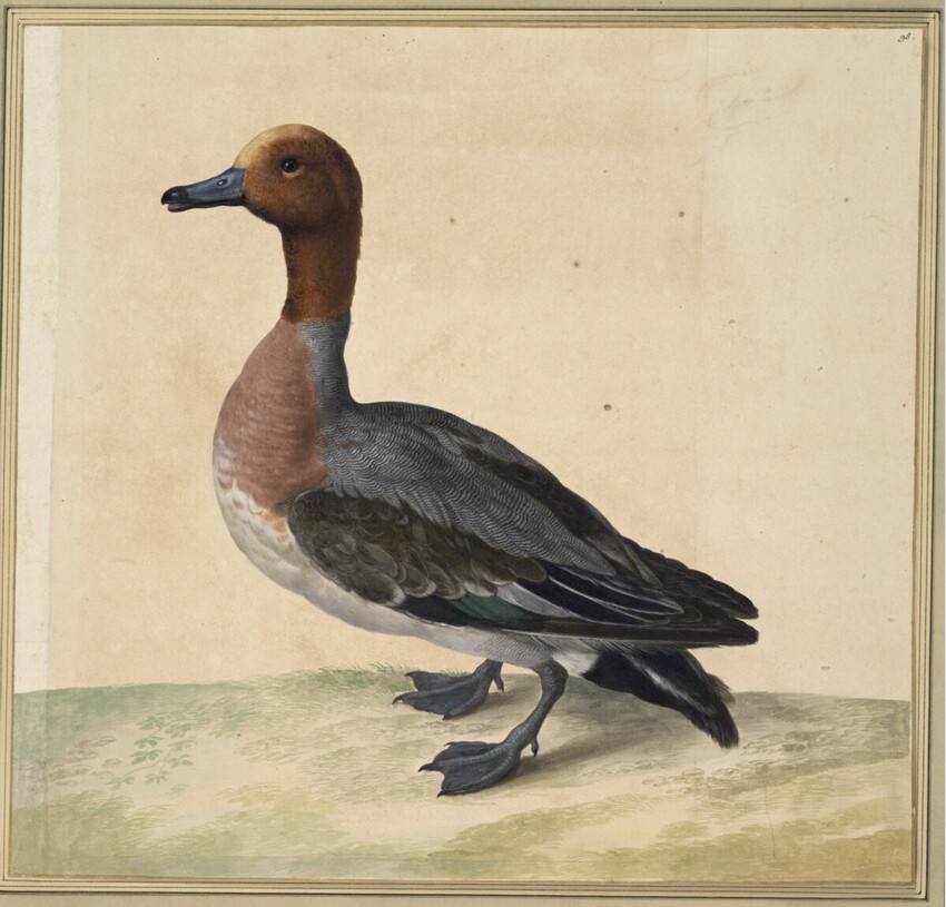 Johann Jakob Walther d. Ä. (Straßburg um 1600 - nach 1679 Straßburg) | "Anas fera fusca uel media." | Displayed motifs: Duck, Bird, Goose, 