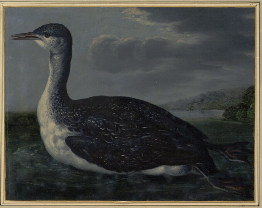 Johann Jakob Walther d. Ä. (Straßburg um 1600 - nach 1679 Straßburg) | "Colymbus maior. Ein großer Seefluder." | Displayed motifs: Bird, Duck, Tree, 