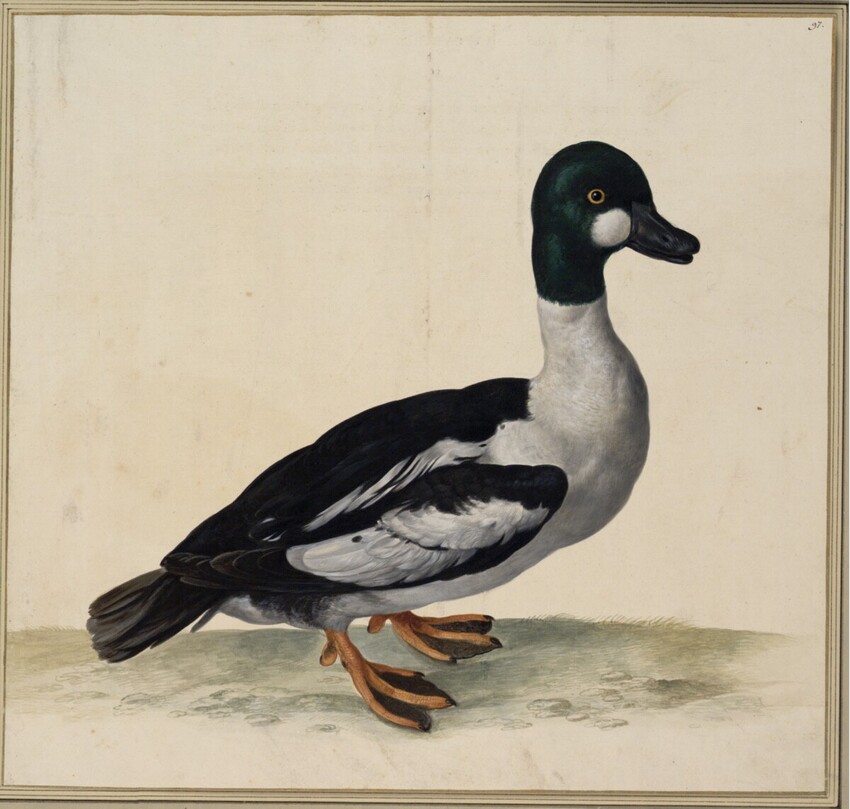 Johann Jakob Walther d. Ä. (Straßburg um 1600 - nach 1679 Straßburg) | "Anas Platyrynchis. Ein Trittvogel." | Displayed motifs: Duck, White dove, Goose, 