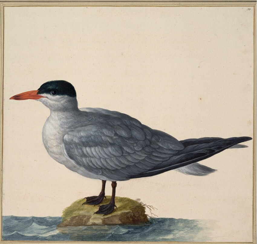 Johann Jakob Walther d. Ä. (Straßburg um 1600 - nach 1679 Straßburg) | "Larus Piscator maior. Ein See Meb." | Displayed motifs: Bird, White dove, 