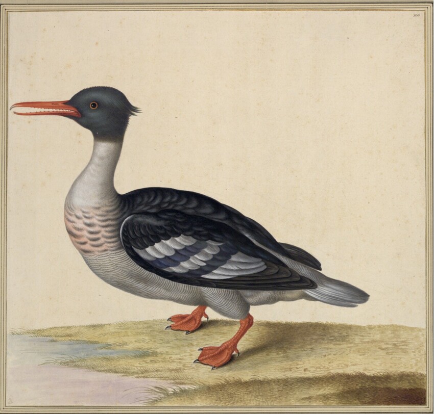 Johann Jakob Walther d. Ä. (Straßburg um 1600 - nach 1679 Straßburg) | "Mittelsäger. Mergus serrator." | Displayed motifs: Duck, Goose, 