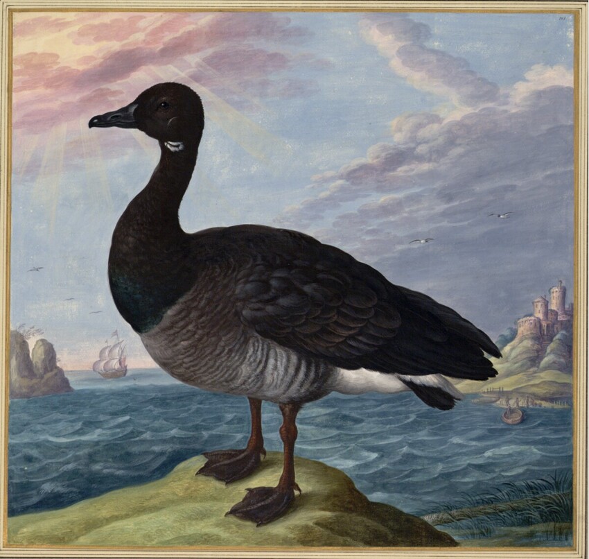 Johann Jakob Walther d. Ä. (Straßburg um 1600 - nach 1679 Straßburg) | "Branta, siue Bernicla. Ein Baumganß." | Displayed motifs: Duck, Goose, 