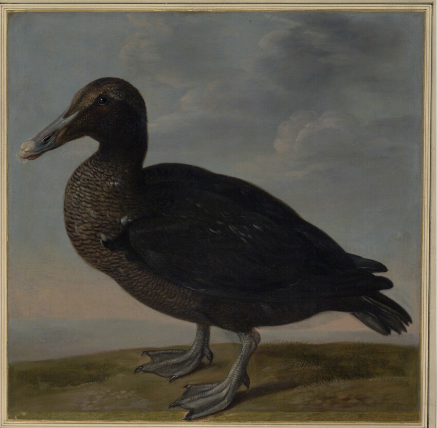 Johann Jakob Walther d. Ä. (Straßburg um 1600 - nach 1679 Straßburg) | "Anas Libyca. Eine fremde Wilde Ente." | Displayed motifs: Duck, Bird, Goose, 