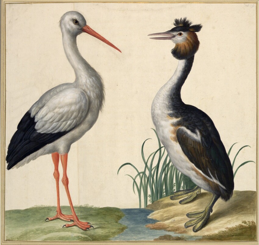 Johann Jakob Walther d. Ä. (Straßburg um 1600 - nach 1679 Straßburg) | "Ciconia. Ein Storch. Podiceps cristatus. Haubentaucher ." | Displayed motifs: Bird, Angel, 