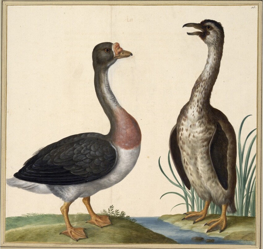 Johann Jakob Walther d. Ä. (Straßburg um 1600 - nach 1679 Straßburg) | "Anser Indicus" | Displayed motifs: Bird, Goose, Duck, 