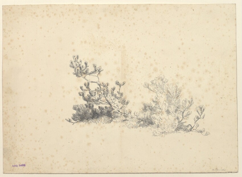 Anton Hansch (Wien 1813 - 1876 Salzburg) | Krummholz | Displayed motifs: Tree, Plant, Flower, 