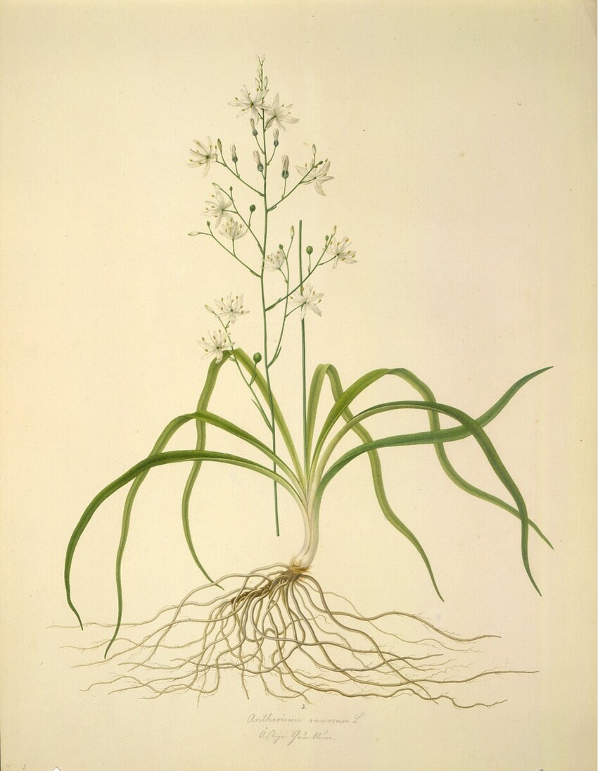 August Rokert (Fulnek in Mähren 1775 - 1855 Wien) | Anthericum ramosum L - Ästige Graslilie | Displayed motifs: Plant, Flower, 