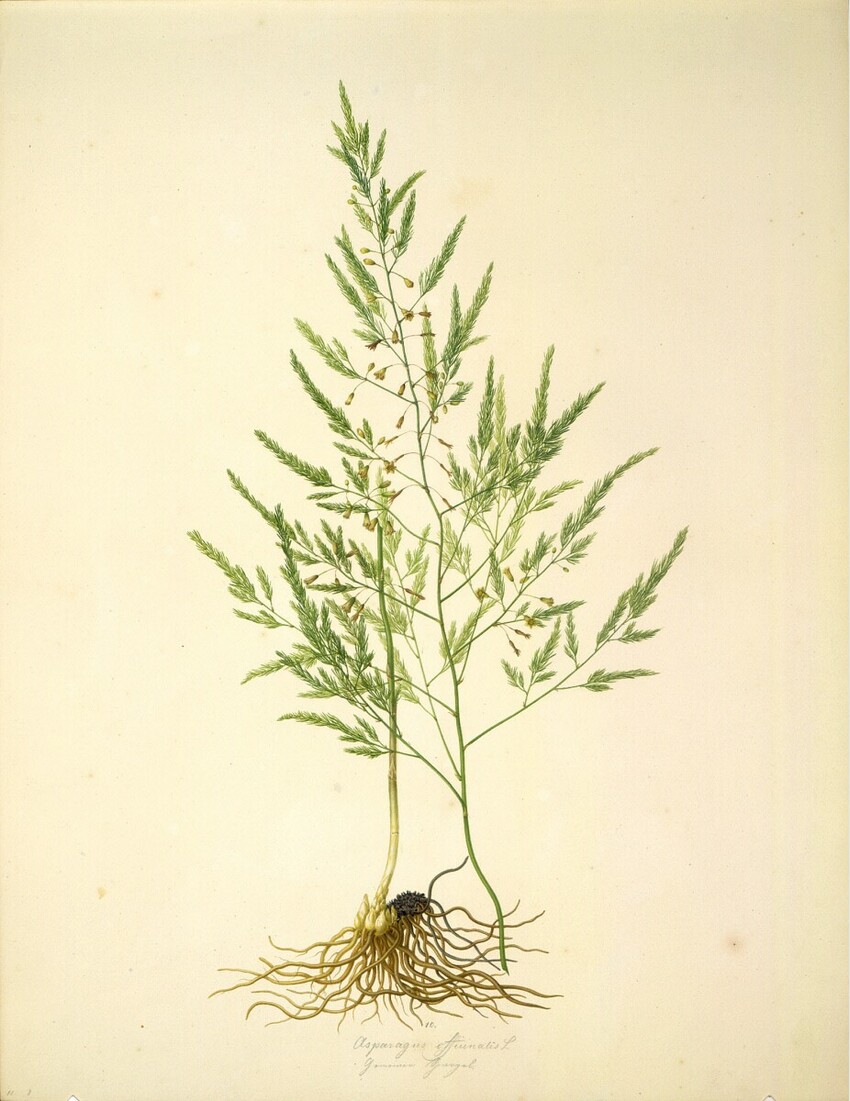 August Rokert (Fulnek in Mähren 1775 - 1855 Wien) | Asparagus officinalis L - Gemeiner Spargel | Displayed motifs: Plant, Houseplant, 